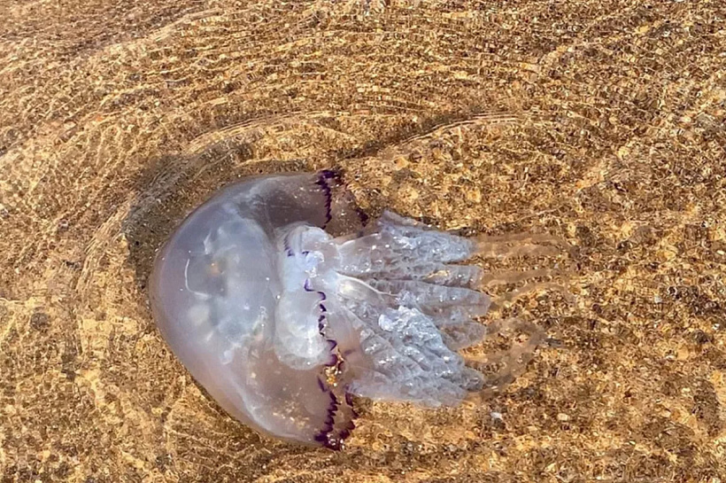 Ученые прогнозируют сохранение высокой численности медуз в Азовском море