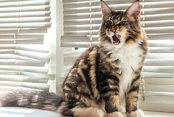 Вы большой тупой кот: что думают животные о своих владельцах