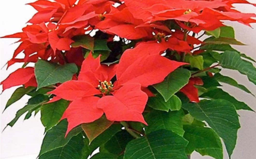 Уход за пуансетией в домашних условиях