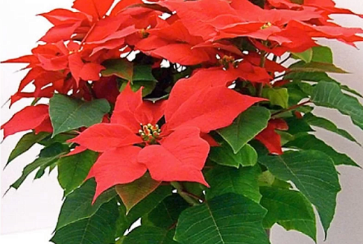 Уход за пуансетией в домашних условиях