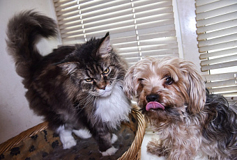 Как подружить кота с собакой: советы зоопсихолога