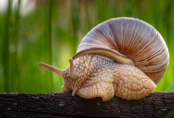 Скользкие вредители: как избавиться от улиток на участке