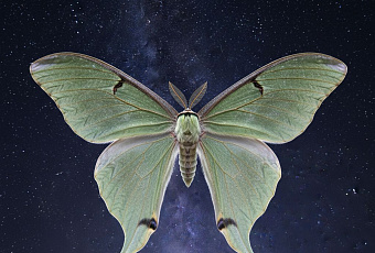 Ученые выяснили, как бабочки используют звезды для навигации в темноте