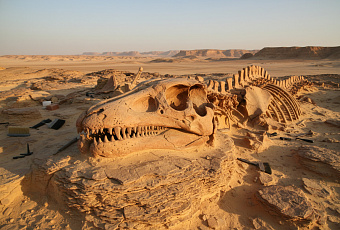 В Египте обнаружен морской хищник, переживший массовое вымирание динозавров