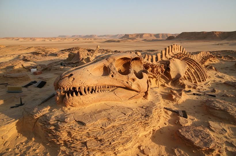 В Египте обнаружен морской хищник, переживший массовое вымирание динозавров