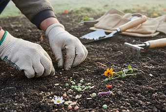 Подзимний посев: как помочь растениям правильно прорасти весной