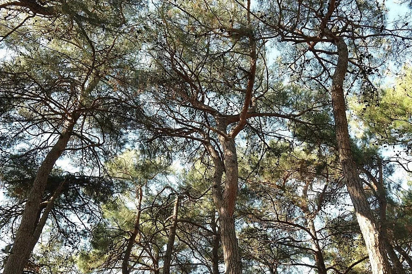 Учёные обнаружили активных зимой вредителей в хвойных лесах Сочи и Геленджика