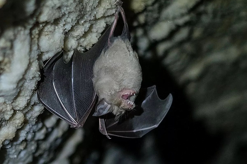 Ученые МГУ обнаружили 11 видов летучих мышей в заповеднике «Утриш»