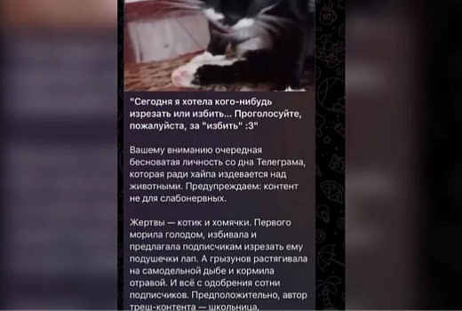 Расправа в прямом эфире: в Краснодаре разыскивают живодерку из интернета