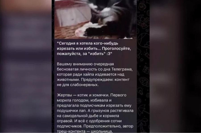 Расправа в прямом эфире: в Краснодаре разыскивают живодерку из интернета