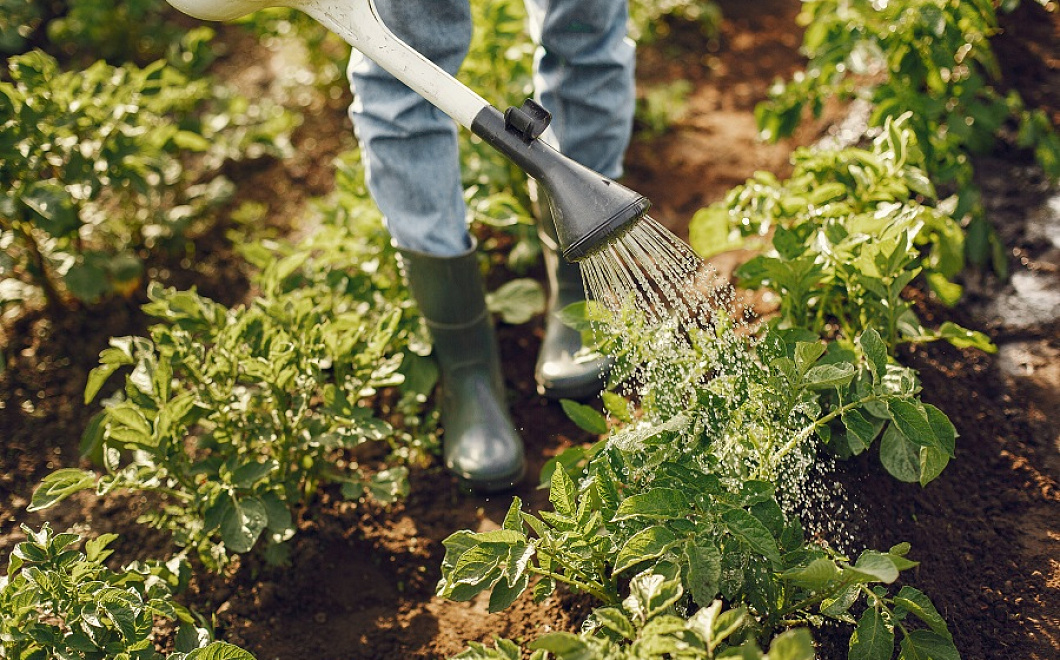 Главное правило полива: растения сами знают, сколько им пить