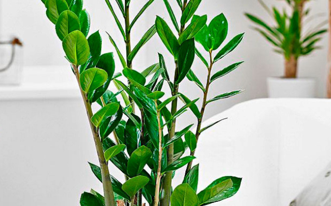 Как вырастить красивый замиокулькас