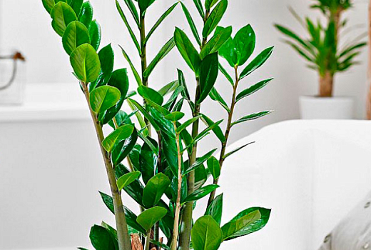 Как вырастить красивый замиокулькас