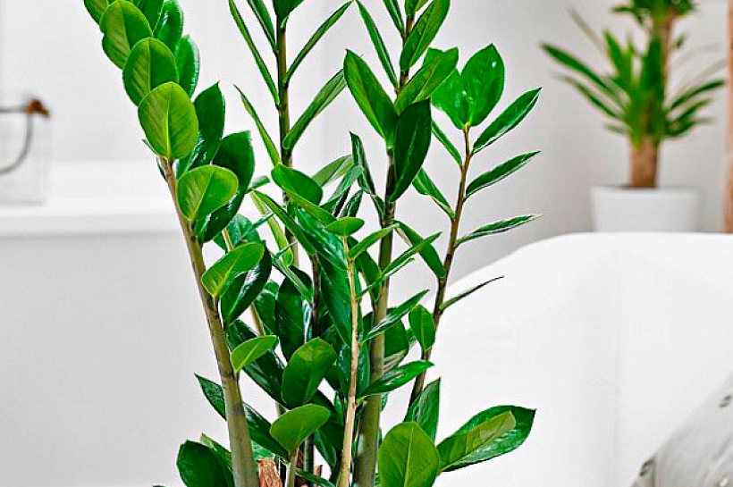 Как вырастить красивый замиокулькас