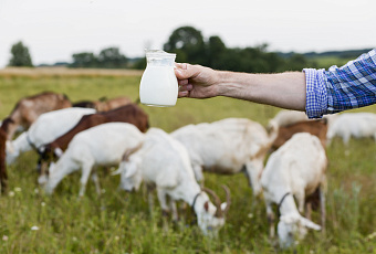 Вкусная альтернатива: в чем польза козьего молока