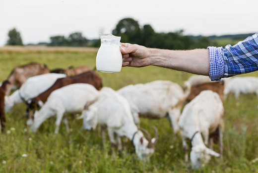 Возможная замена коровьему молоку: козье молоко редко вызывает аллергические реакции 