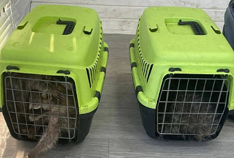 Изъятых у фотографов-живодеров в Анапе енотов спасают ветврачи 