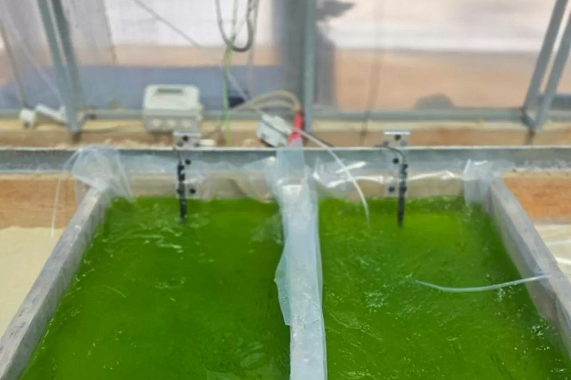 Крымские учёные разработают промышленную технологию выращивания хлореллы для фармацевтики и пищепрома