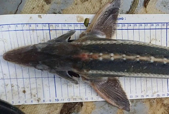 Ученые впервые за 70 лет обнаружили редкого шипа в Азовском море