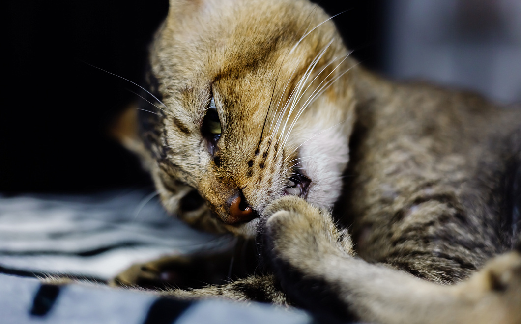 Шерстяной дождь: почему питомец оставляет везде пушистые следы