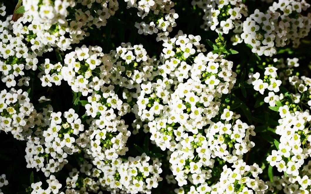 Цветок для ленивых: если не хотите поливать клумбу, посадите это растение