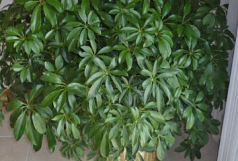 Шеффлера - как ухаживать и размножать растение