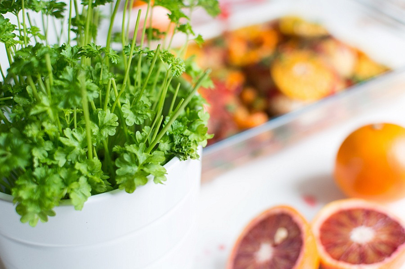 Топ-5 трав, которые можно легко вырастить на балконе