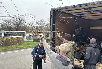 Более 550 деревьев высадили в Краснодаре в рамках компенсационного озеленения