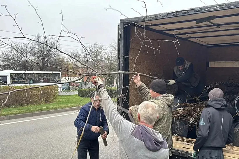 Более 550 деревьев высадили в Краснодаре в рамках компенсационного озеленения