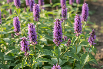 Лофант: неприхотливая ароматная трава с широким спектром применений