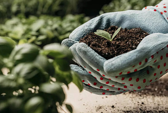 Учёные создали удобрения на основе глауконита, повышающие урожайность овса на 16%