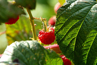 У белой цикадки черные дела: как избавиться от опасного вредителя