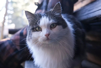 Турция и Грузия стали популярными направлениями для путешествий с животными с Кубани