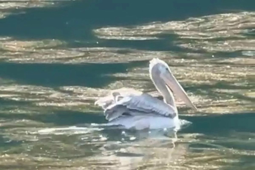 Редкого кудрявого пеликана заметили в горах Сочи на высоте 1000 метров