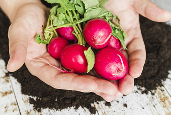 Секреты раннего редиса: главное – сразу сделать правильный выбор