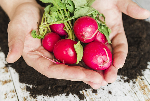 Секреты раннего редиса: главное – сразу сделать правильный выбор