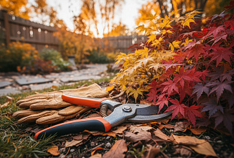 12 растений, которые нельзя обрезать осенью: важные советы садоводам