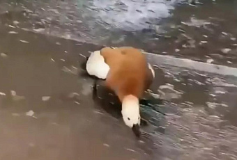 Нападение утки на прохожего в парке попало на видео