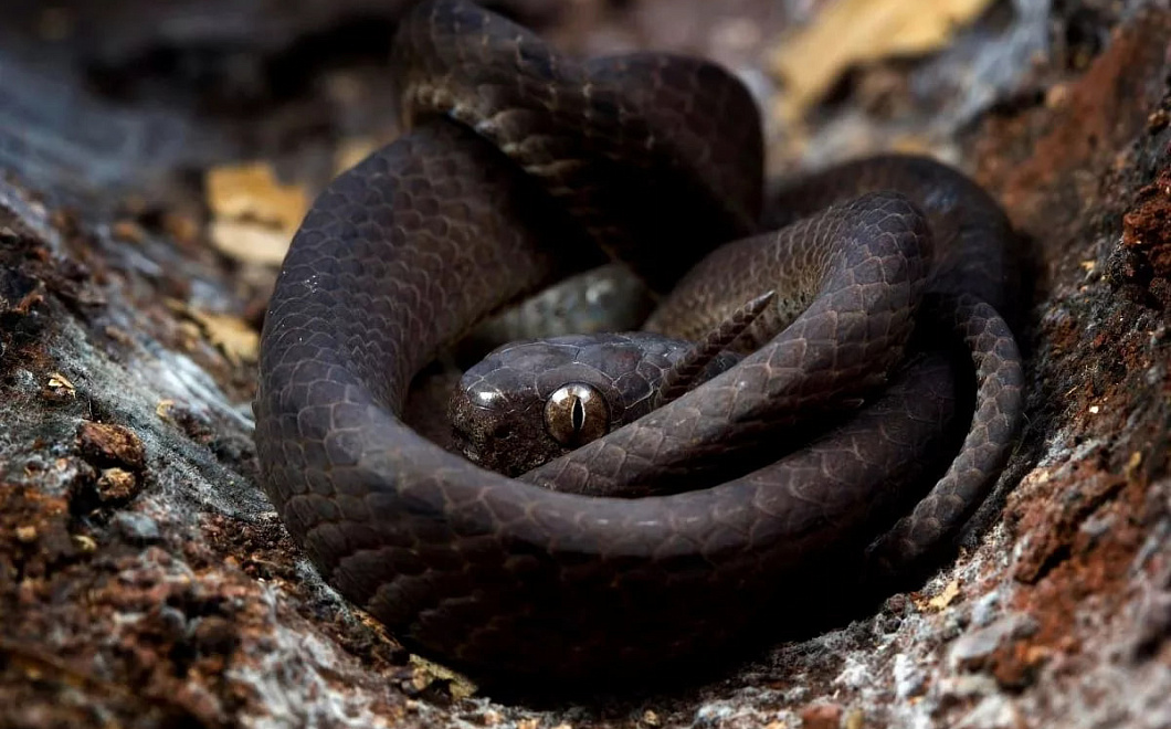 Житель Индии обвинил жену в превращении в ядовитую змею