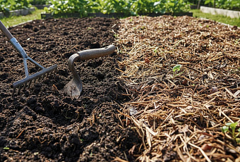 Нужно ли перекапывать почву и какие есть альтернативы