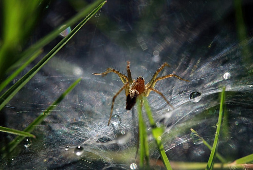 Неприятное соседство или, Как избавить дом от пауков