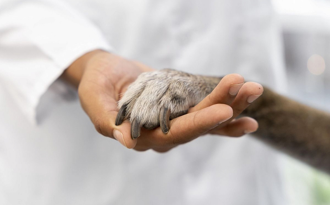 Бесплатная стерилизация для питомцев стартует в Туапсинском округе