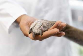 Бесплатная стерилизация для питомцев стартует в Туапсинском округе