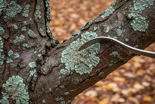 Как избавиться от лишайника на деревьях осенью: быстрые и эффективные методы