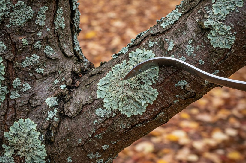 Как избавиться от лишайника на деревьях осенью: быстрые и эффективные методы