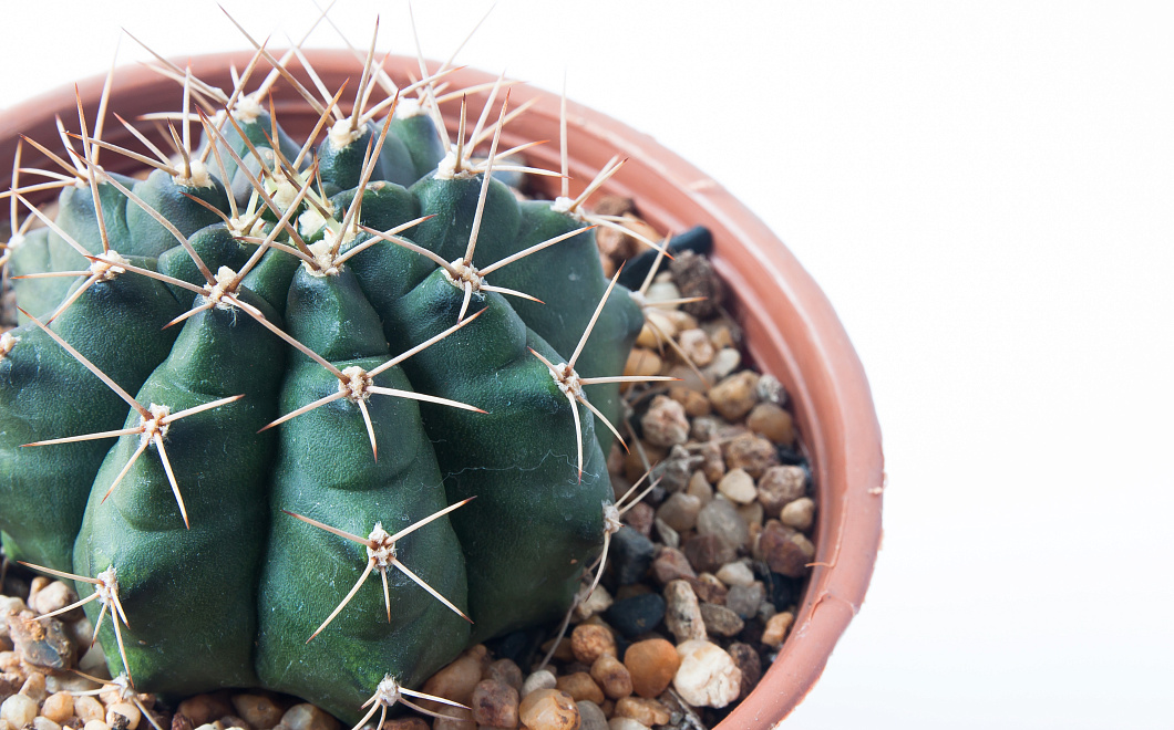 Зеленый друг с характером: как ухаживать за кактусом