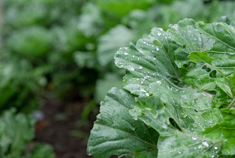 На страже огорода: как уберечь урожай от капризов природы