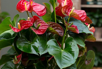 Антуриум - правила ухода и выращивания