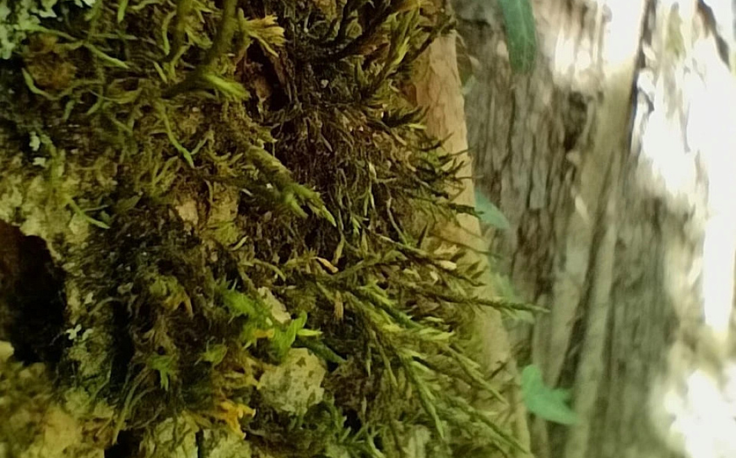 Редкий краснокнижный мох обнаружен в сочинском парке «Южные культуры»