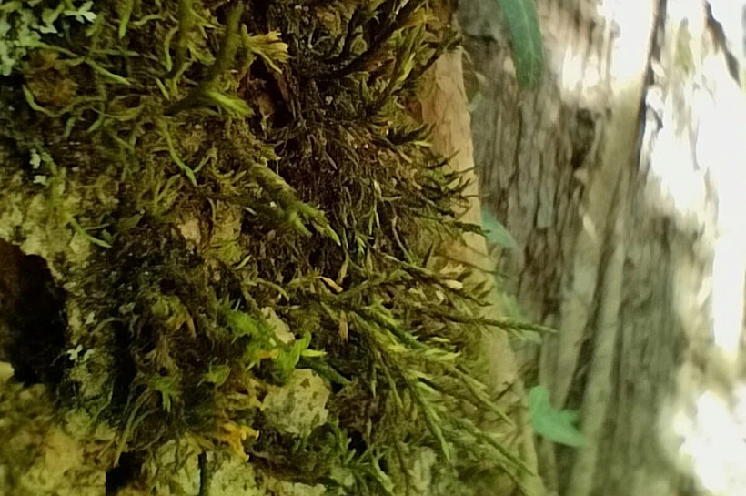 Редкий краснокнижный мох обнаружен в сочинском парке «Южные культуры»